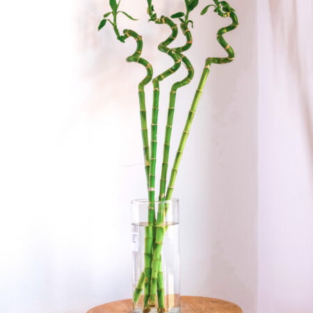 lucky bamboo en vase petillante