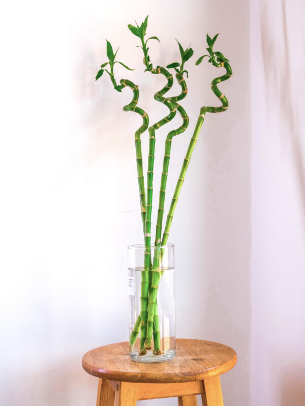 lucky bamboo en vase petillante