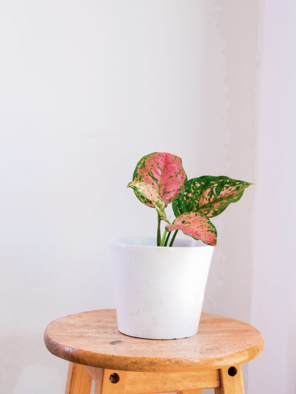 Aglaonema Wishes + Pot blanc en Céramique