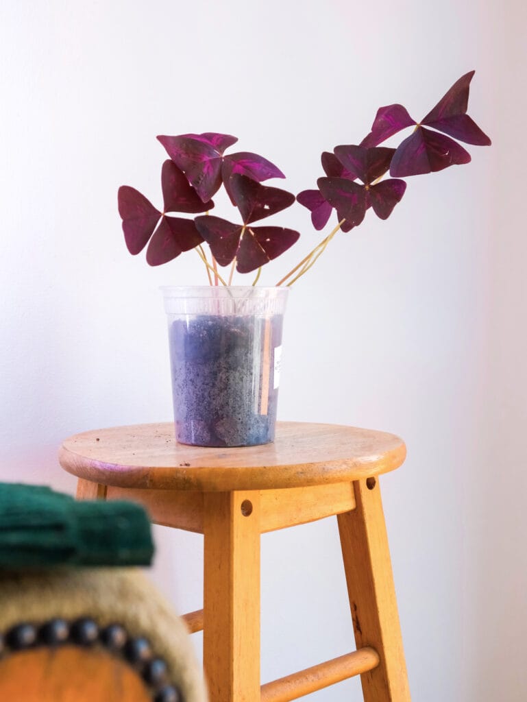 Oxalis Triangularis Pourpre avec Pot Transparent