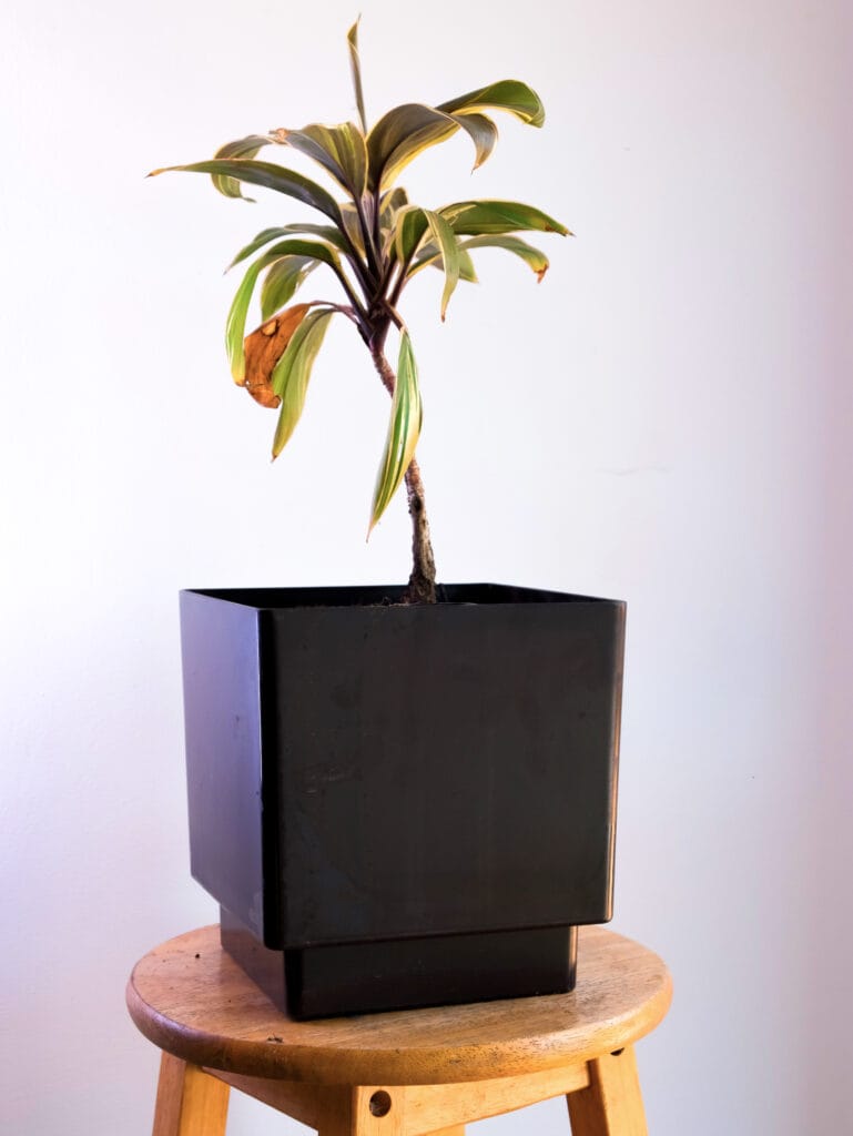 Cordyline Fruticosa, Ti Plant dans pot à réserve vintage de 20CM