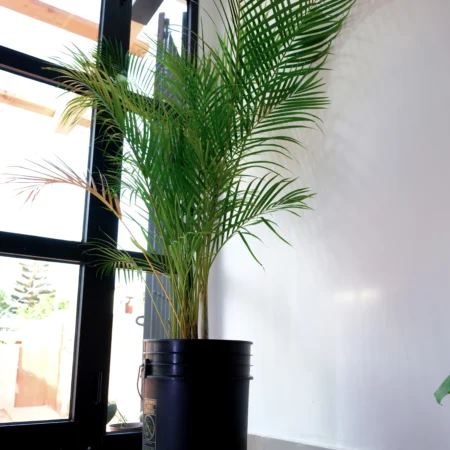 Palmier Areca ou Palmier Bambou (Dypsis lutescens)