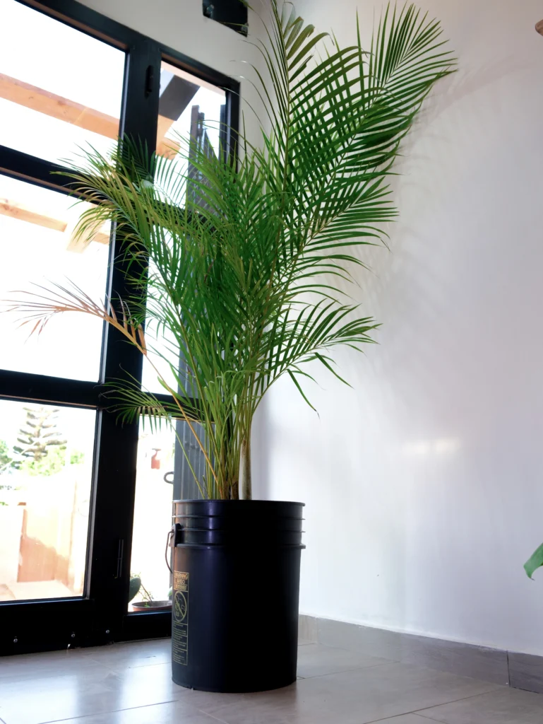 Palmier Areca ou Palmier Bambou Et son pot