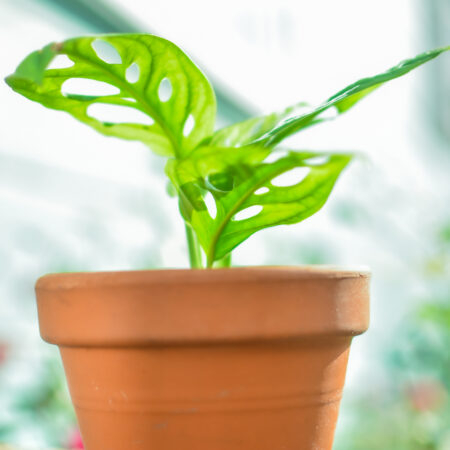 Monstera Adansonii et son Pot en Terre Cuite de 15cm