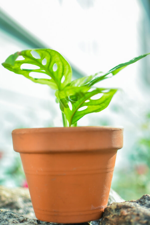 Monstera Adansonii et son Pot en Terre Cuite de 15cm