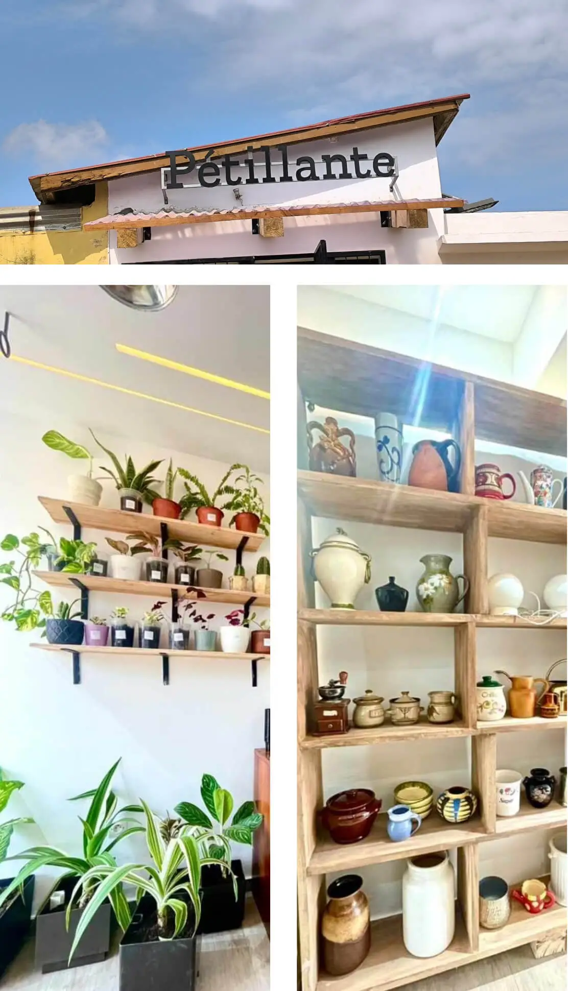 Boutique Petilante : Acheter une plante à Lomé