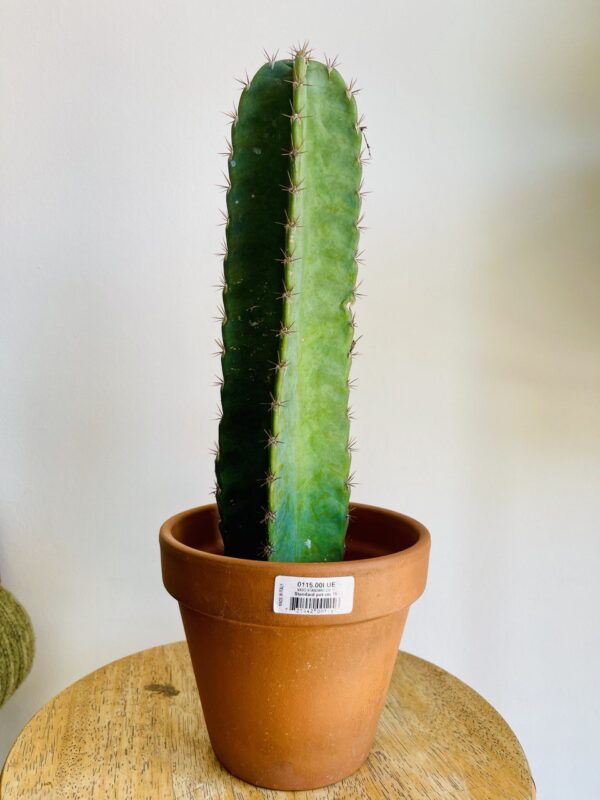 Cactus Cereus Peruvianus et Son Pot en Terre Cuite