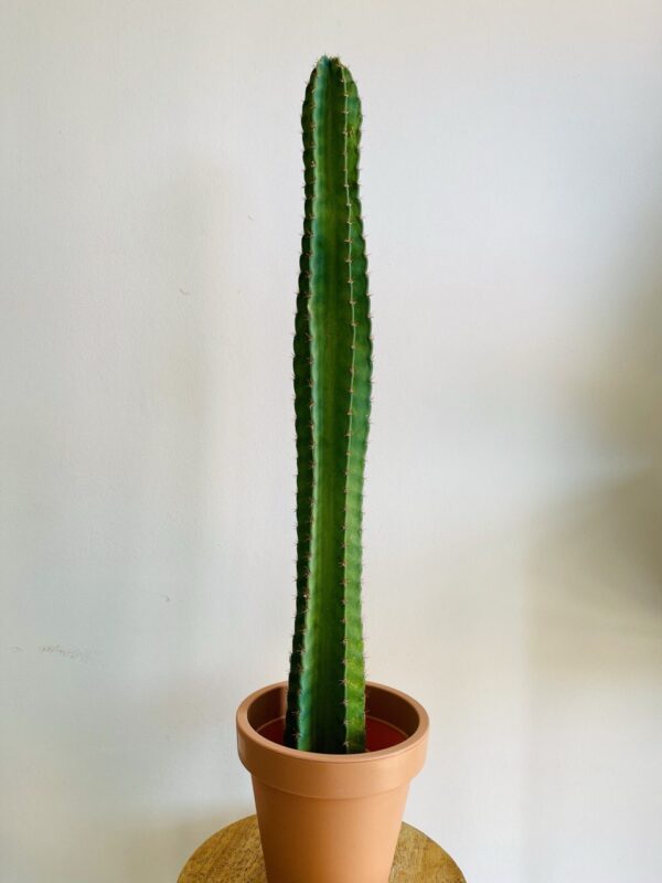 Cactus Cereus Peruvianus et Son Pot Plastique Couleur Terracotta