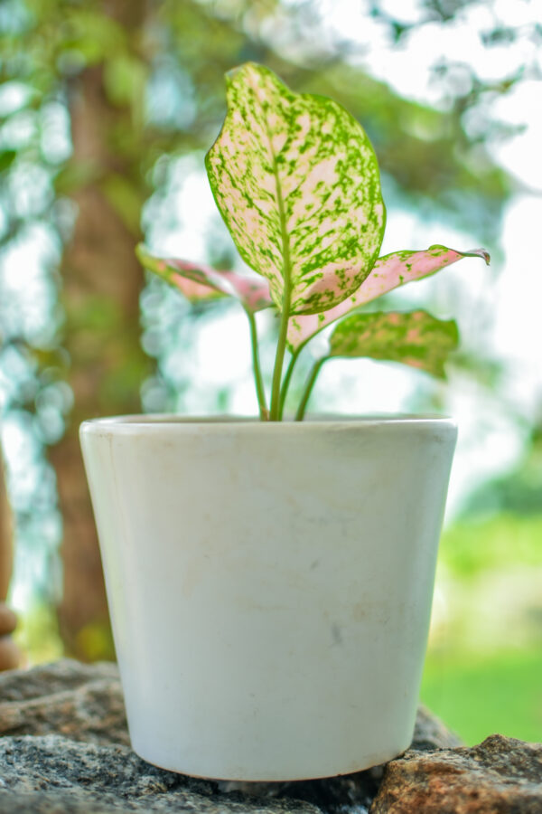 Aglaonema Wishes + Pot blanc en Céramique – Image 2