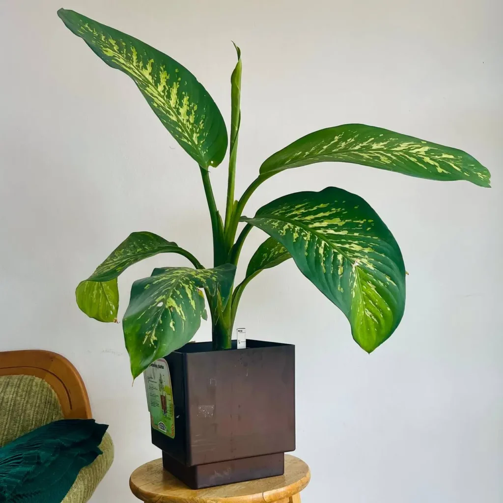 Dieffenbachia Seguine avec Pot à Réserve d'Eau