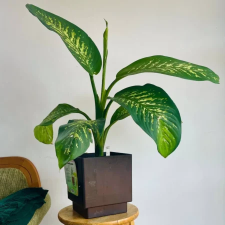 Dieffenbachia Seguine avec Pot à Réserve d'Eau