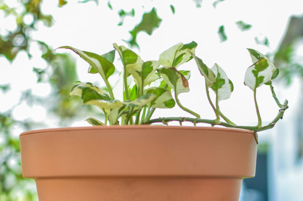 Pothos N'Joy avec Pot Plastique Couleur Terracotta