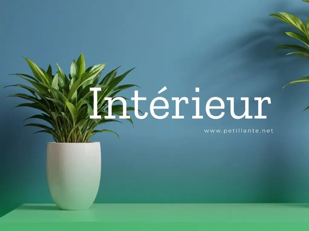 Petillante.net Acheter des plantes (d'interieur)