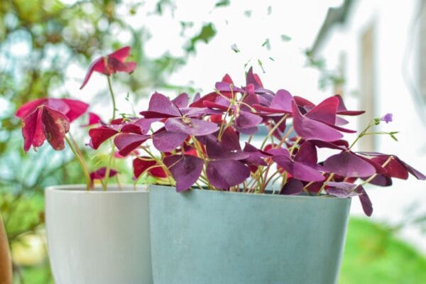 Oxalis Triangularis Pourpre avec Pot Blanc