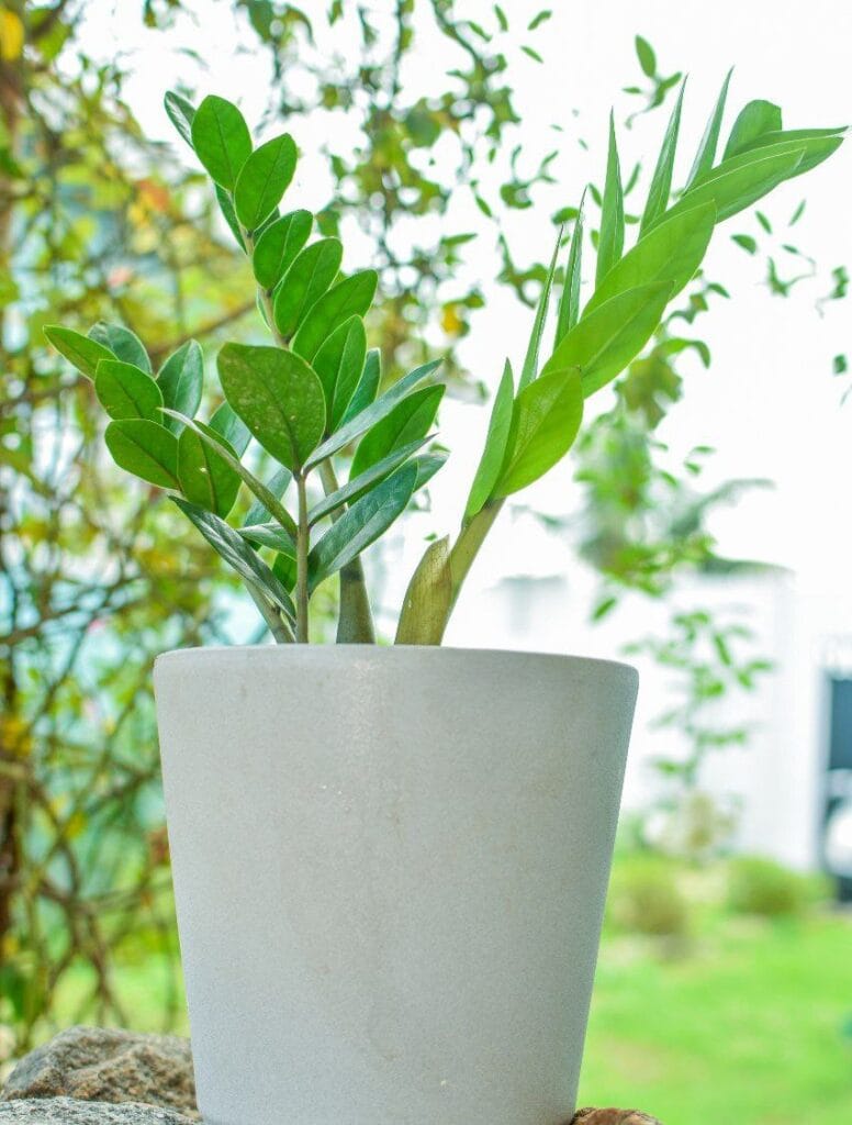 Plante ZZ (Zamioculcas Zamiifolia) avec Pot Gris en Céramique