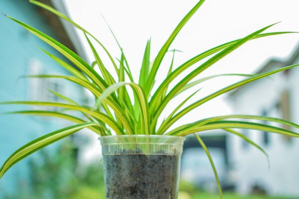 Chlorophytum  Doré avec Pot Transparent