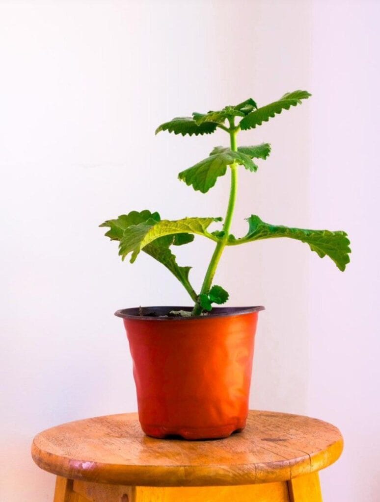 Gros Thym (Menthe Indienne ou Origan Cubain) + pot terracota flexible