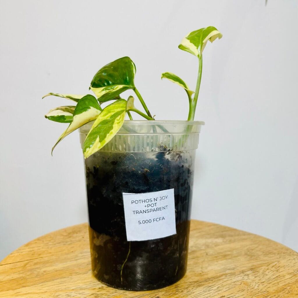 Pothos N'Joy avec Son Pot Transparent