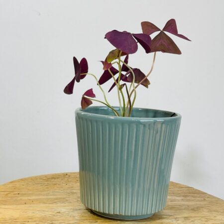 OXALIS POURPRE OXALIS FEUILLES VIOLETTES