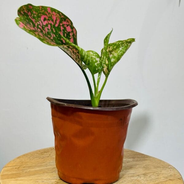 Aglaonema Wishes + Pot Flexible Couleur Terracotta