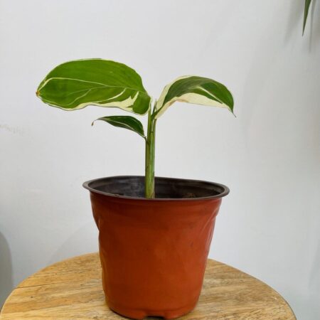 CALATHEA FUSION WHITE+ POT FLEXIBLE TERRACOTTA