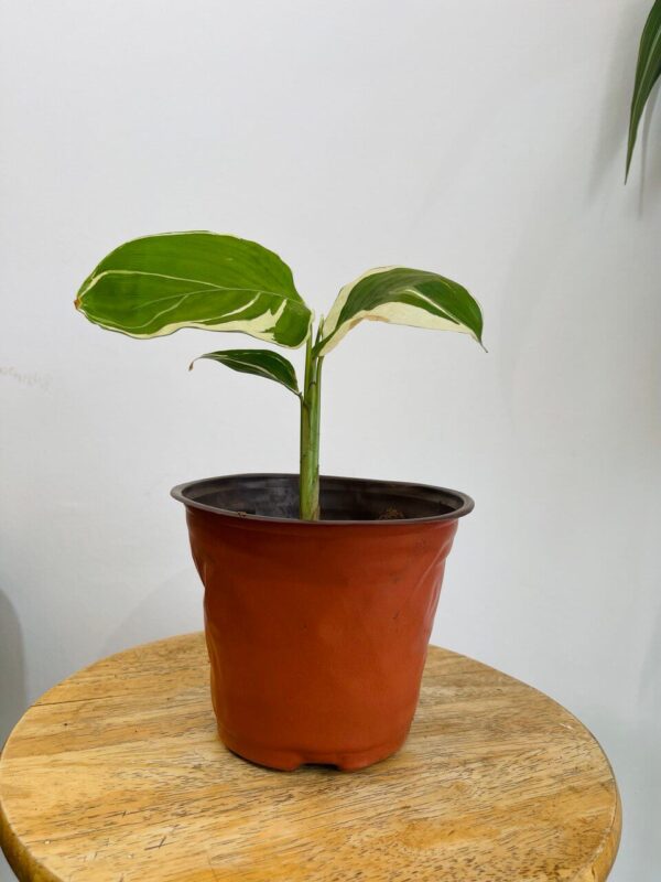 CALATHEA FUSION WHITE+ POT FLEXIBLE TERRACOTTA