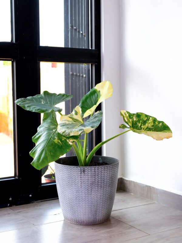 Alocasia Variegata avec son pot noir voilé en blanc en Plastique