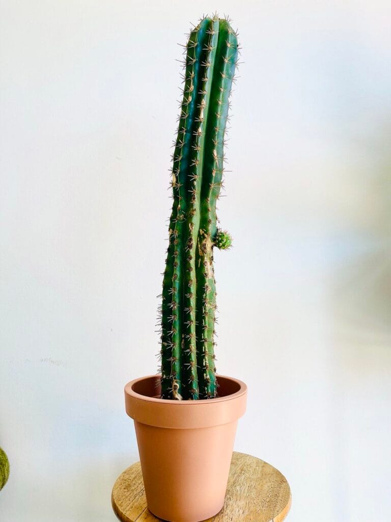 Cactus Cure-dents (Stetsonia coryne)