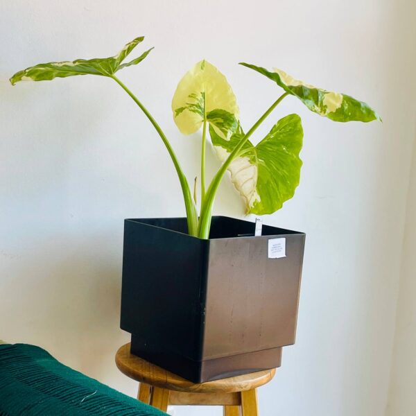 Alocasia Variegated avec Pot à Réserve d’Eau Vintage de 25 cm