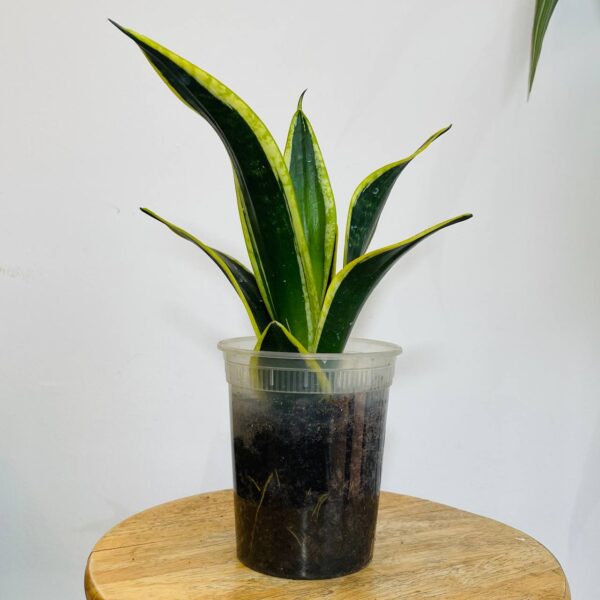 Sansevieria Laurentii Nain avec Pot Transparent