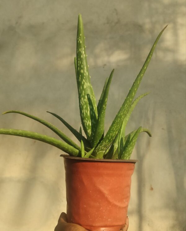 Aloe Vera et son Pot Flexible Couleur Terracotta