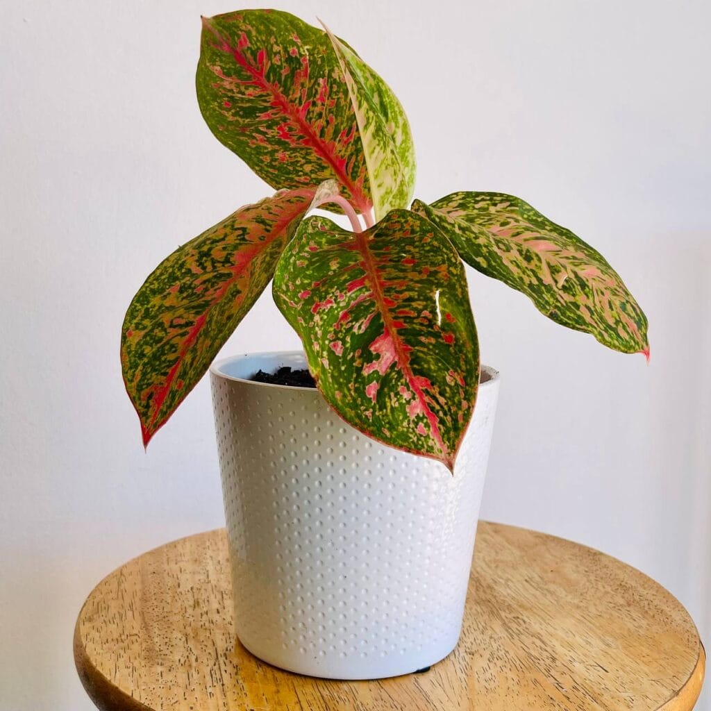 Aglaonema Prestige avec Pot en Céramique Blanc