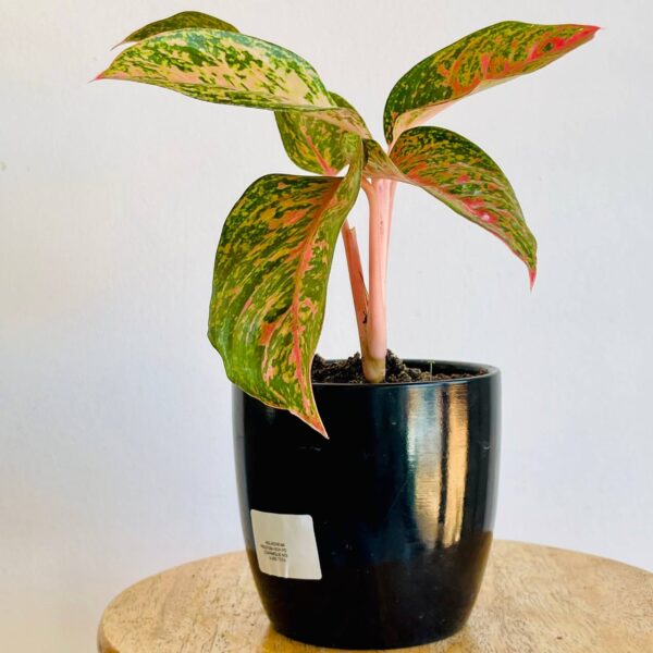 Aglaonema Prestige avec Pot en Céramique Noir