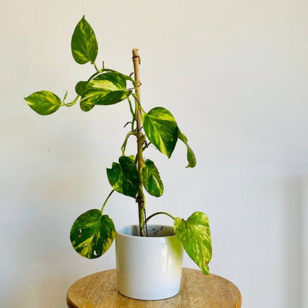 Pothos Golden avec Pot en Céramique Blanc