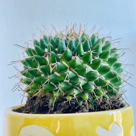 Cactus Mammillaria et Son Pot en Céramique Fait Main avec des motifs tropicaux jaune