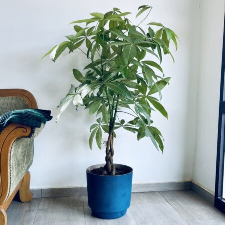 Pachira Tressée (Plante à Argent) et Son Pot Bleu plastique a cote dun fauteuil