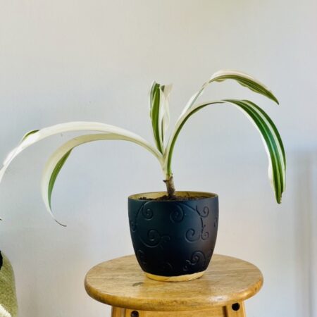 Crinole d’Asie et son Pot en Céramique noir/jaune posé sur un tabouret