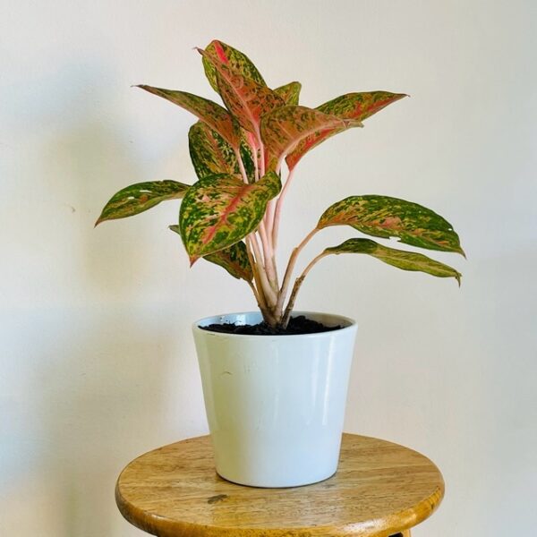 Aglaonema Prestige avec Pot en Céramique Blanc