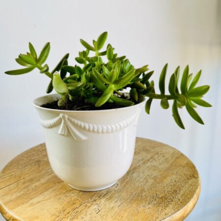 Sedum Adolphii ou orpin et son Pot en Céramique Blanc posé sur un tabouret