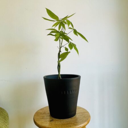 Pachira ( Plante à Argent ) et Son Pot en Céramique Noir posé sur un tabouret en bois