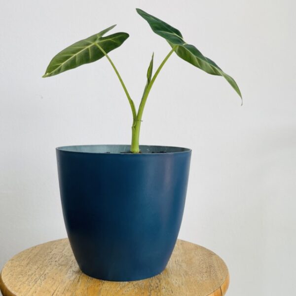 Alocasia Micholitziana et son Pot Bleu