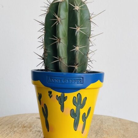 Cactus Cure-dents avec son Pot Anne Geddes jaune bleu posé sur un tabouret en bois