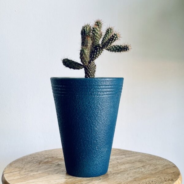 Cactus Cylindropuntia Fulgida et son Pot en Céramique Bleu