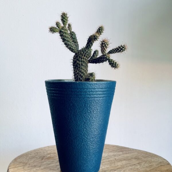 Cactus Cylindropuntia Fulgida et son Pot Bleu en Céramique