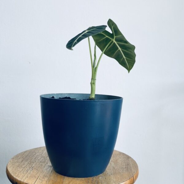 Alocasia Micholitziana et son Pot Bleu – Image 2