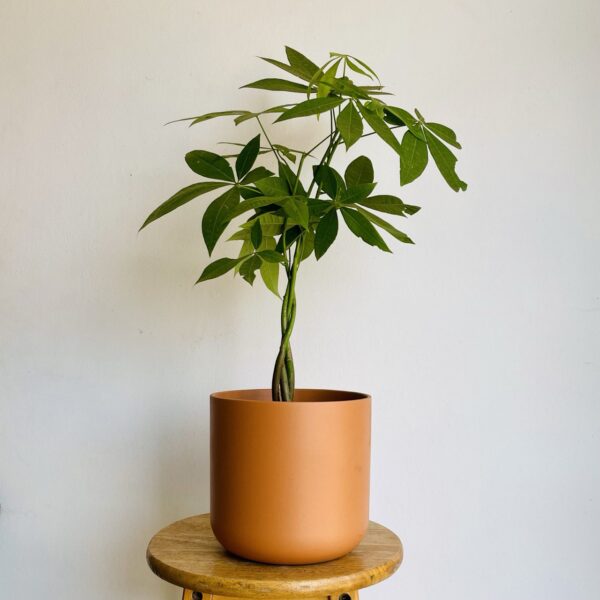 Triple Pachira Tressé (Arbre à Argent) et son Pot Terracotta en Faïence