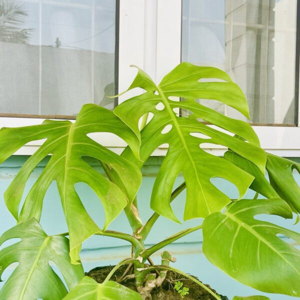 PLANTE MERE DE MONSTERA DELICIOSA AVEC DE BELLES FENESTRATIIONS SUR UN FOND BLEU DEVANT UNE FENÊTRE