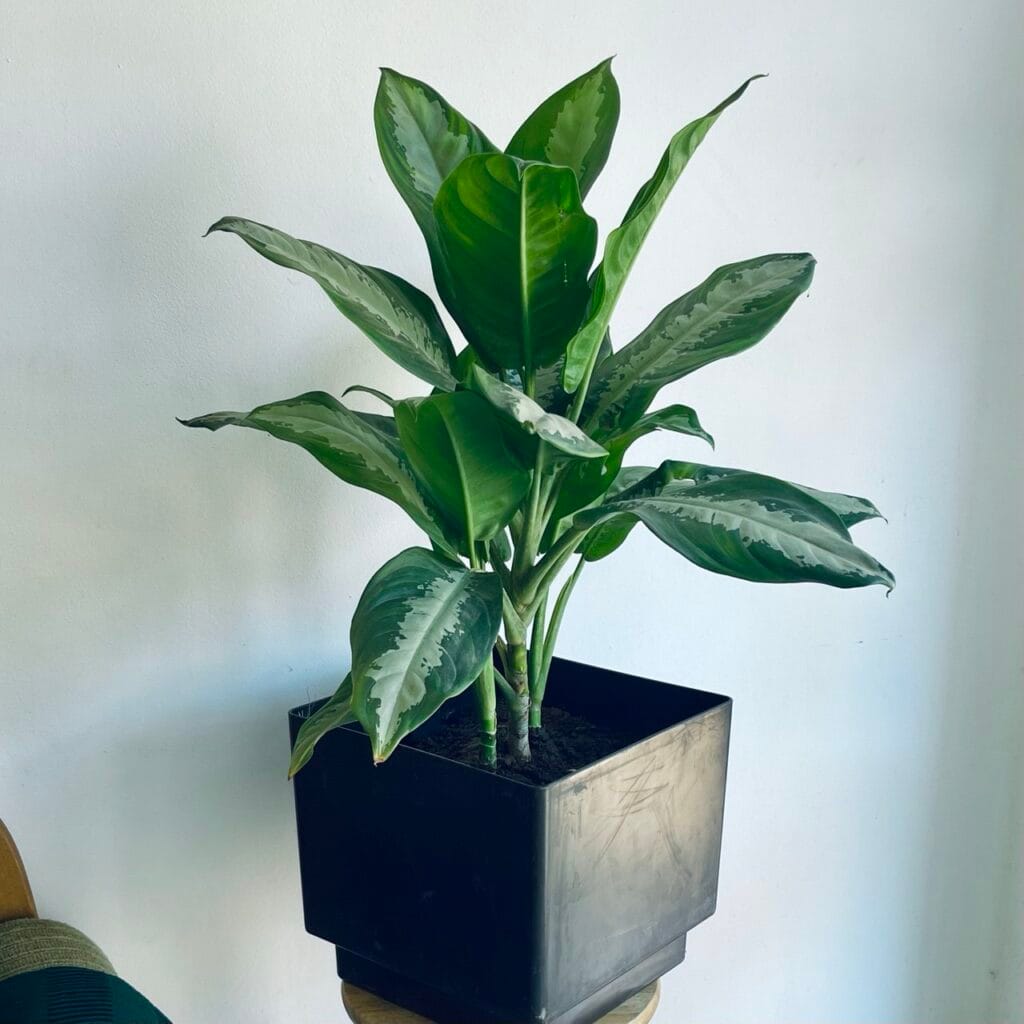aglaonema silver bay dans un bac a réserve d'eau posé sur un tabouret