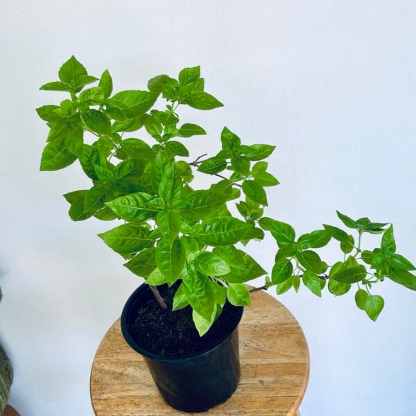 basilic grand vert et son pot noir de 15cm
