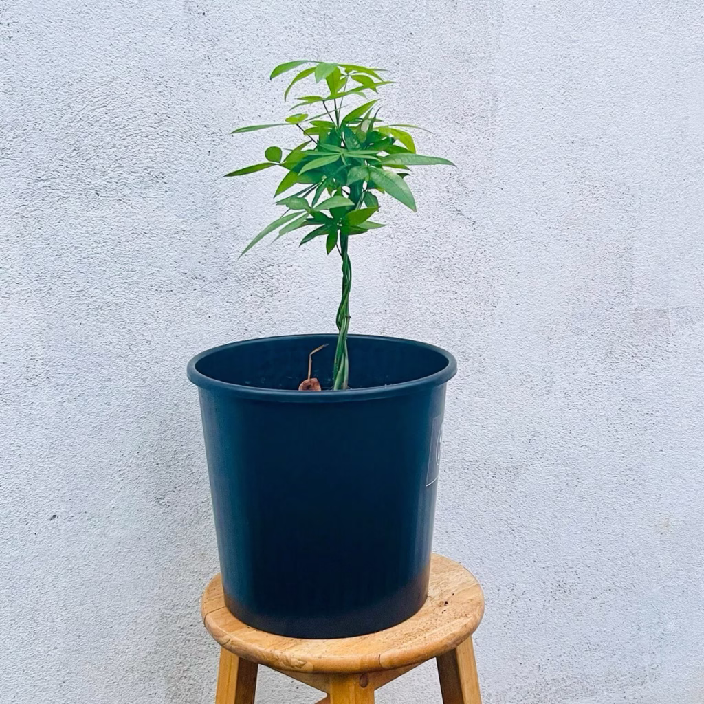 Quintuple Pachira tressé + pot noir standard